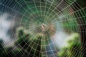 spider web