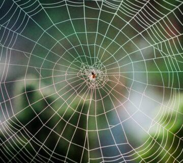 spider web
